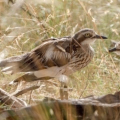 Burhinus grallarius (Bush Stone-curlew) at Forde, ACT - 12 Feb 2022 by patrickcox