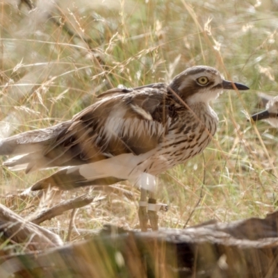 Burhinus grallarius (Bush Stone-curlew) at Forde, ACT - 12 Feb 2022 by patrickcox