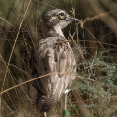 Burhinus grallarius at Forde, ACT - 12 Feb 2022 09:00 AM