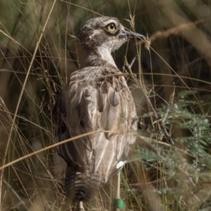 Burhinus grallarius at Forde, ACT - 12 Feb 2022