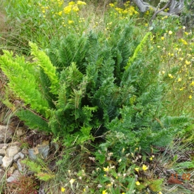 Polystichum proliferum (Mother Shield Fern) at Cotter River, ACT - 11 Feb 2022 by GirtsO