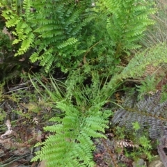 Polystichum proliferum at Cotter River, ACT - 11 Feb 2022