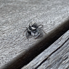 Ocrisiona leucocomis (White-flecked Crevice-dweller) at Googong, NSW - 12 Feb 2022 by Wandiyali