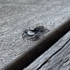 Ocrisiona leucocomis at Googong, NSW - suppressed