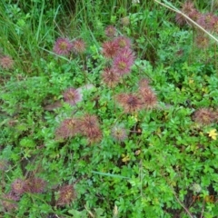 Acaena novae-zelandiae (Bidgee Widgee) at Cotter River, ACT - 10 Feb 2022 by GirtsO