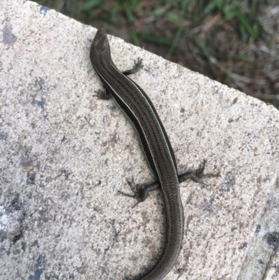 Acritoscincus duperreyi (Eastern Three-lined Skink) at Bywong, NSW - 11 Feb 2022 by AndrewCB