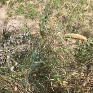 Lactuca serriola at Farrer, ACT - 12 Feb 2022