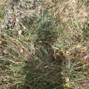 Lactuca serriola at Farrer, ACT - 12 Feb 2022