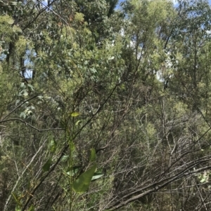 Cassinia quinquefaria at Farrer, ACT - 12 Feb 2022