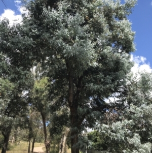 Eucalyptus cinerea subsp. cinerea at Farrer, ACT - 12 Feb 2022