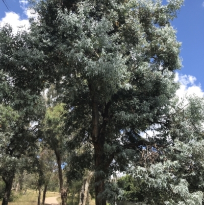 Eucalyptus cinerea subsp. cinerea (Argyle Apple) at Farrer, ACT - 12 Feb 2022 by Tapirlord