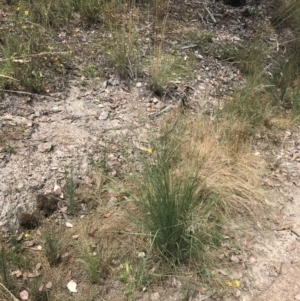 Eragrostis mexicana at Farrer, ACT - 12 Feb 2022