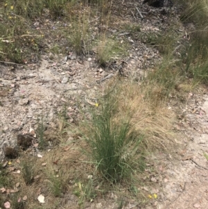 Eragrostis mexicana at Farrer, ACT - 12 Feb 2022