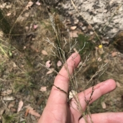 Eragrostis mexicana at Farrer, ACT - 12 Feb 2022