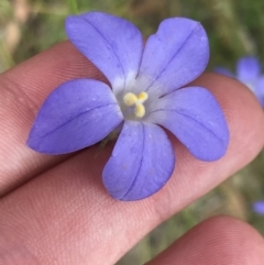 Wahlenbergia stricta subsp. stricta (Tall Bluebell) at Farrer Ridge - 12 Feb 2022 by Tapirlord