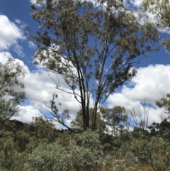 Eucalyptus melliodora at Farrer, ACT - 12 Feb 2022