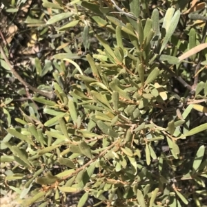 Grevillea arenaria at Farrer, ACT - 12 Feb 2022