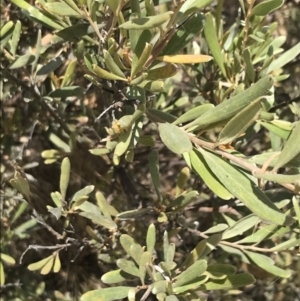 Grevillea arenaria at Farrer, ACT - 12 Feb 2022 12:59 PM