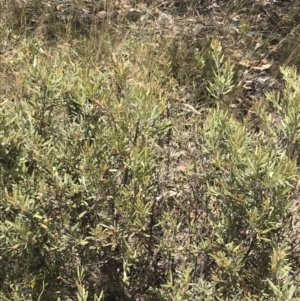 Grevillea arenaria at Farrer, ACT - 12 Feb 2022 12:59 PM