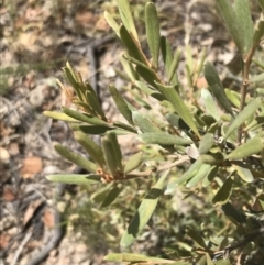 Grevillea arenaria at Farrer, ACT - 12 Feb 2022