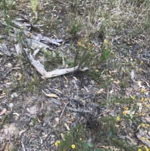 Xerochrysum viscosum at Farrer, ACT - 12 Feb 2022