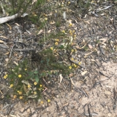 Xerochrysum viscosum at Farrer, ACT - 12 Feb 2022