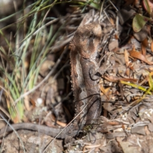 Rankinia diemensis at Cotter River, ACT - 9 Feb 2022