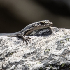 Pseudemoia spenceri (Spencer's Skink) at Cotter River, ACT - 9 Feb 2022 by SWishart