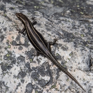 Pseudemoia spenceri at Cotter River, ACT - 9 Feb 2022 12:04 PM