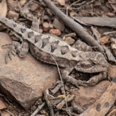 Rankinia diemensis (Mountain Dragon) at Cotter River, ACT - 9 Feb 2022 by SWishart