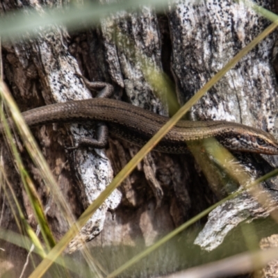 Pseudemoia entrecasteauxii (Woodland Tussock-skink) at Paddys River, ACT - 9 Feb 2022 by SWishart