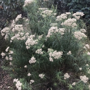 Cassinia longifolia at Farrer, ACT - 12 Feb 2022 12:50 PM