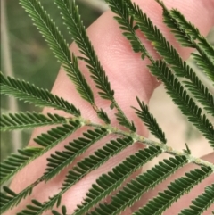 Acacia mearnsii (Black Wattle) at Farrer Ridge - 12 Feb 2022 by Tapirlord