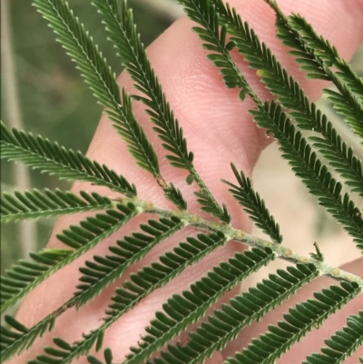 Acacia mearnsii (Black Wattle) at Farrer, ACT - 12 Feb 2022 by Tapirlord