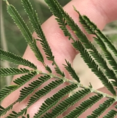 Acacia mearnsii at Farrer, ACT - 12 Feb 2022 12:49 PM