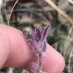 Ajuga australis (Austral Bugle) at Farrer Ridge - 12 Feb 2022 by Tapirlord