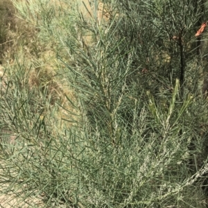 Acacia boormanii at Farrer, ACT - 12 Feb 2022