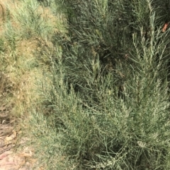 Acacia boormanii at Farrer, ACT - 12 Feb 2022