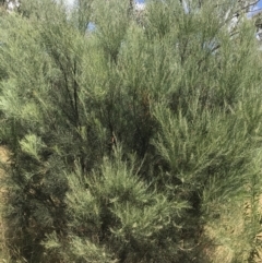 Acacia boormanii at Farrer, ACT - 12 Feb 2022