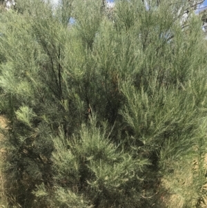 Acacia boormanii at Farrer, ACT - 12 Feb 2022