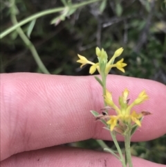 Pimelea curviflora var. sericea (Curved Riceflower) at Farrer, ACT - 12 Feb 2022 by Tapirlord