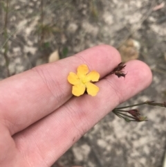 Hypericum gramineum (Small St Johns Wort) at Farrer, ACT - 12 Feb 2022 by Tapirlord