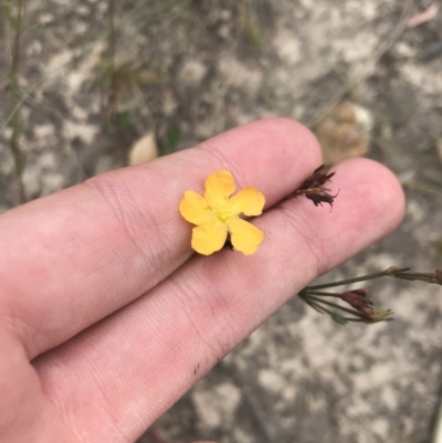 Hypericum gramineum (Small St Johns Wort) at Farrer Ridge - 12 Feb 2022 by Tapirlord