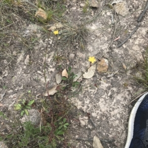 Hypericum gramineum at Farrer, ACT - 12 Feb 2022