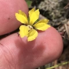 Goodenia hederacea subsp. hederacea (Ivy Goodenia, Forest Goodenia) at Farrer Ridge - 12 Feb 2022 by Tapirlord