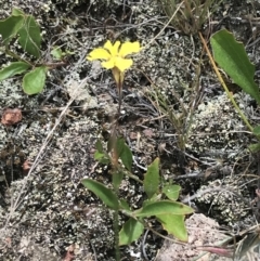 Goodenia hederacea subsp. hederacea at Farrer, ACT - 12 Feb 2022