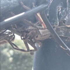 Isopeda sp. (genus) (Huntsman Spider) at Farrer, ACT - 12 Feb 2022 by Tapirlord