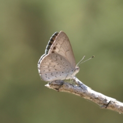 Erina hyacinthina (Varied Dusky-blue) at Molonglo Valley, ACT - 12 Feb 2022 by MatthewFrawley