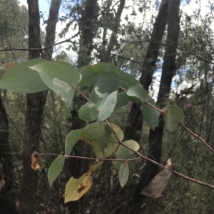 Eucalyptus dives at Farrer, ACT - 12 Feb 2022 12:27 PM