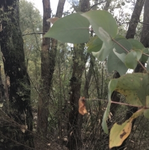 Eucalyptus dives at Farrer, ACT - 12 Feb 2022 12:27 PM